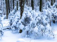 Eingeschneite kleine Fichtenbäume umgeben von dunklen Stämmen
